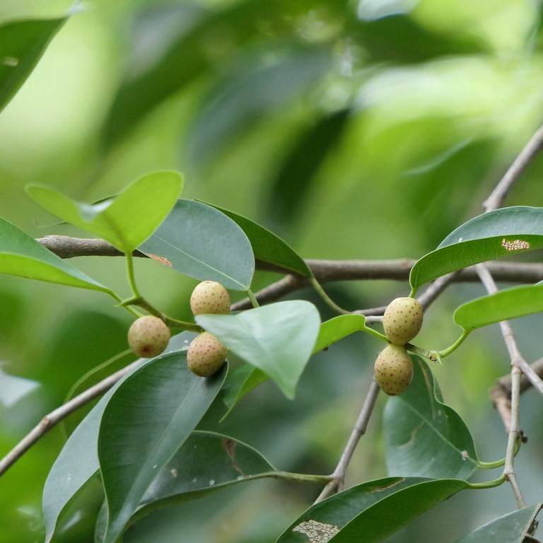 weeping fig