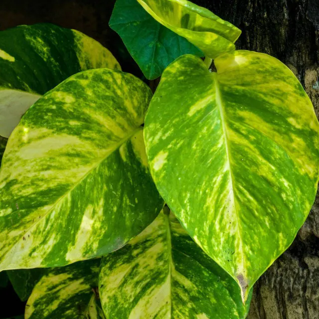 golden pothos