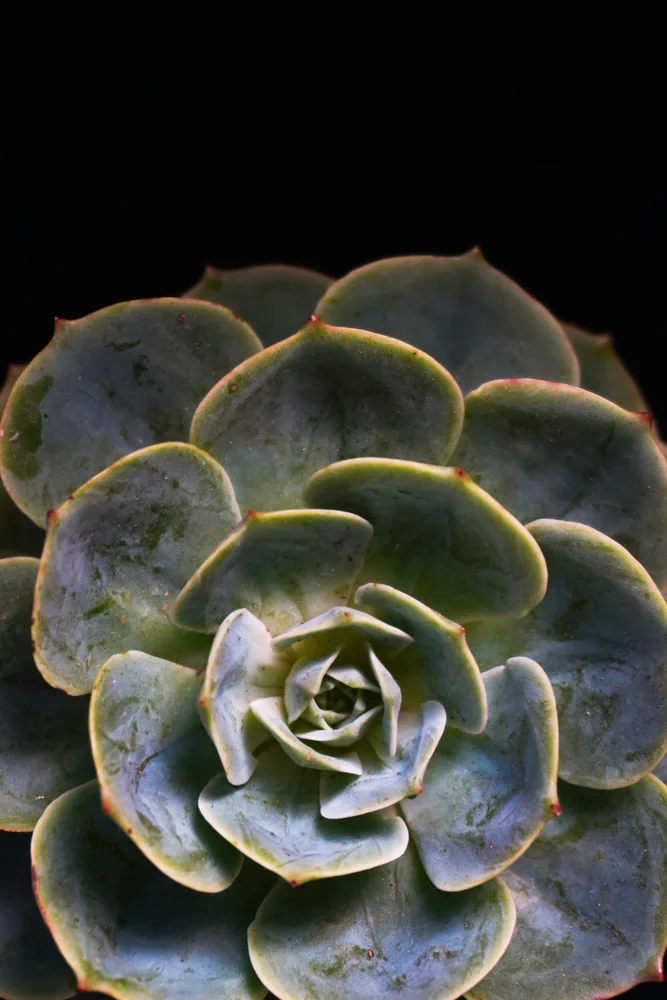 Hoya imbricata, a rare houseplant in your collection