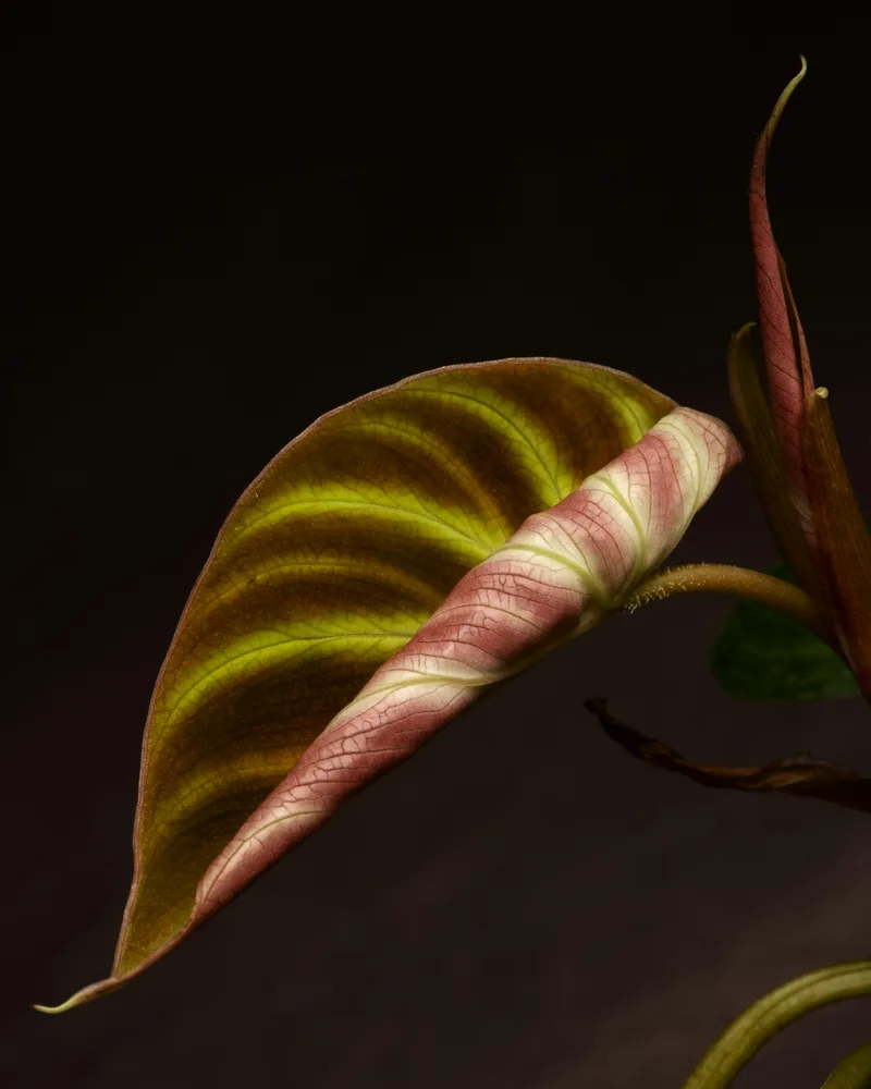 Philodendron verrucosum, a rare houseplant in your collection